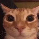 catolini