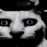 DESPAIRLARRY