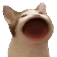 popCat popCat