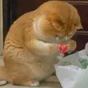 heartbreakmeow