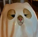 meowlurk