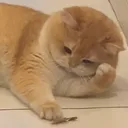 meowthink meowthink