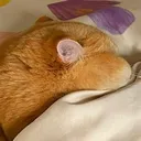 sleep sleep