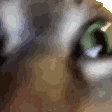 INSANECAT