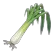 Leek