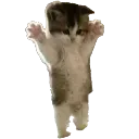 cathandsup
