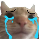 Cat_cry