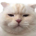 SCsigh Discord Emoji - NitroLoot | Free Nitro Giveaways &  Community