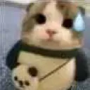catsweat