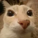 Dosecat