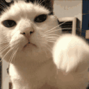 CA_catpunch