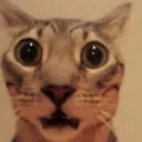cat_surprise cat_surprise