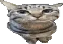 wut