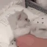 TuckAKitty