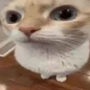 side_eye_cat