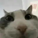 cat_stare cat_stare