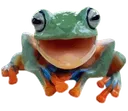 FrogHappy