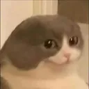 sus