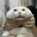 mueremao mueremao