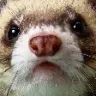 ferret
