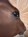 horsesideeye