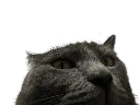 blitzpeek
