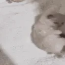 dumlilcatwigglinaround
