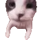 memecat6