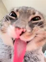 nyehehehehe