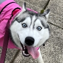 SillyYasa Discord emoji