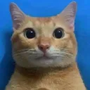 cat4