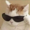 coolcat