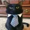 BusinessCat