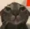 wet_cat