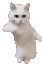 CatTime