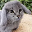 cabbit