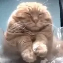 chillcat