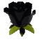 black_rose