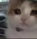 catcry catcry