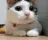 CatNo