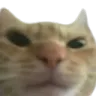 catHuh