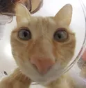 farted