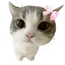 001kitty