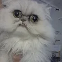 meow