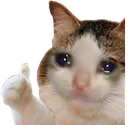 CB_thumbsupcat