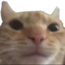 catstare