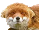 FD_FoxCheese
