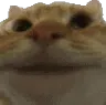 CatNod