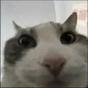 catconfusion