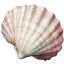 Clam